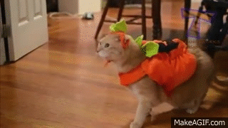 Cats_and_dogs_wearing_Halloween_costumes_Funny_and_cute_animal_compilation
